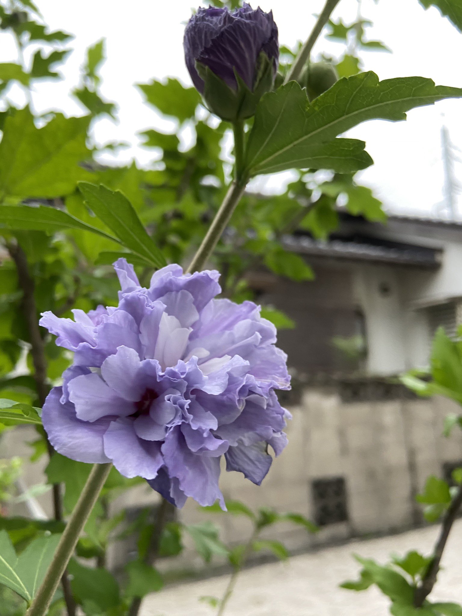 Naomi ムクゲが咲いた 涼しげな色に私の好きな八重咲き ムクゲ 花のある暮らし 花 花が好き 庭づくり 庭 八重咲き T Co Ujtvjauxwq Twitter