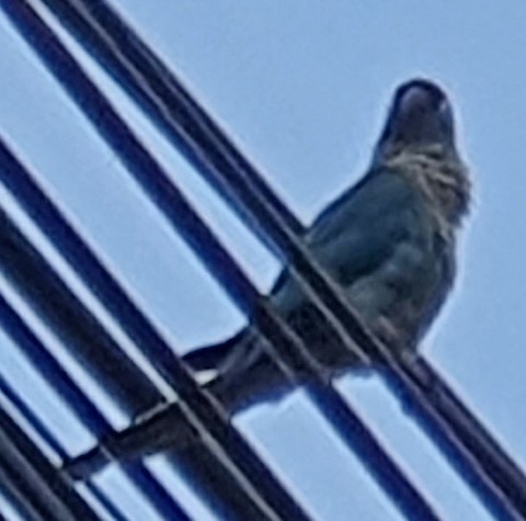 vafaned's tweet photo. @HeatThailand Greg, I will be busy tomorrow looking for #NandayParakeet Spoted the bird outside my local 7/11 going for my daily #Thaiboxing exercise so only my mobile. Pic sh#t so I will be fully equipped going to 7 tomorrow

#Birdforum 
@Avibase
@orientbirdclub
#ornithology #birdphotography https://t.co/E0OHuofxRc