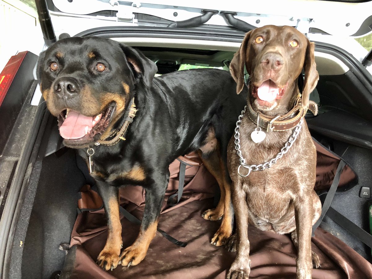 choumde's tweet photo. #BrunoLulu going for a waaaalk!!!! #dogs @dogandpuplovers #Brulu #dogsoftwitter 🐾🐾 https://t.co/nK6YwjPZKo