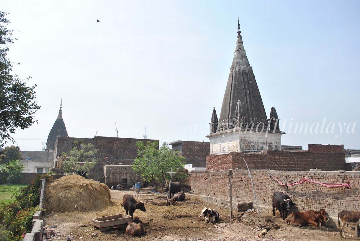 50•One more Hindu temple being used as cattle yard by locals. Eminabad, Gujranwala.