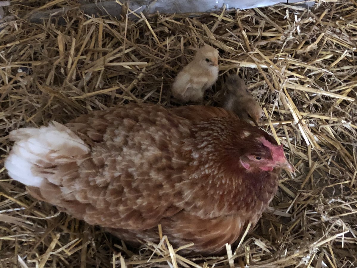DO4PA's tweet photo. Hühner-Nachwuchs auf dem Schöppinger Berg 🐣🐣🐣
@cgsbev #DP7D / #DF0MU
Die drei werden bald zur Prüfung, Klasse K(üken) angemeldet 😂 https://t.co/wjBesxgoGN