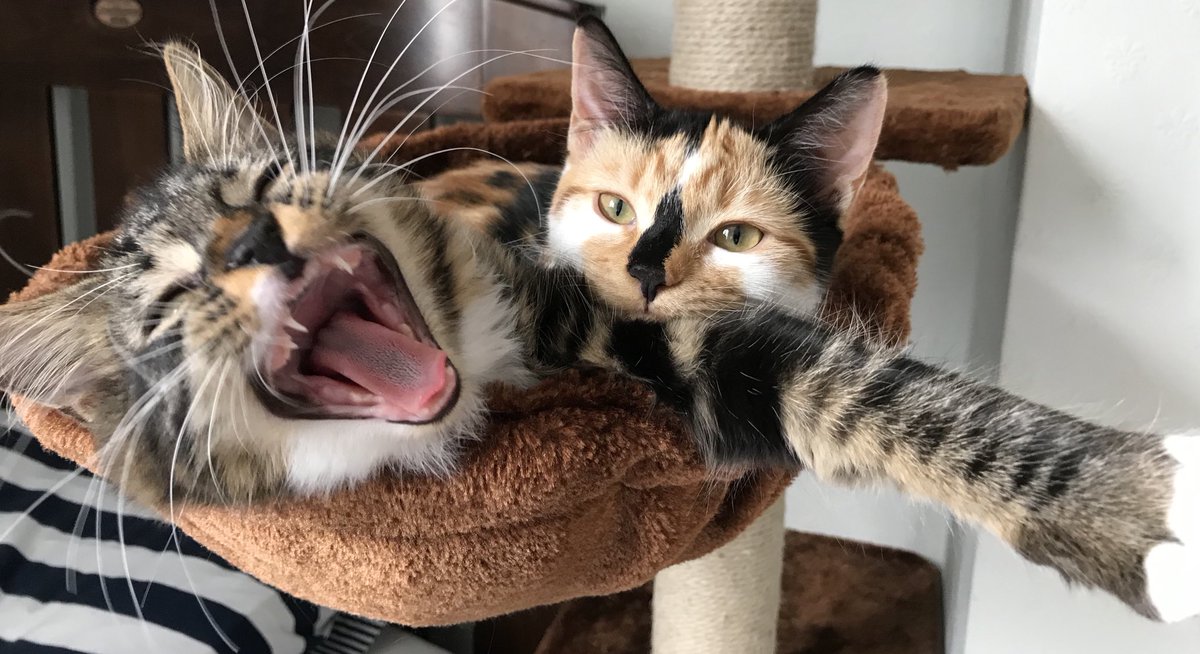 carabwilliams's tweet photo. Caturday #Kittens #CatPix #Cats #KittenYawn #KittyRoar https://t.co/yvPNCZSBRh