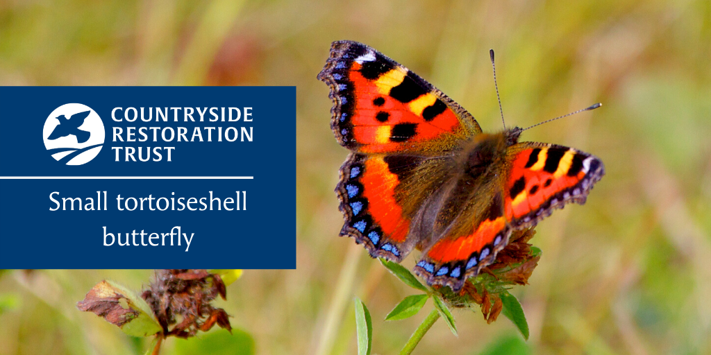 CRTWildlife's tweet photo. Up to 22 small tortoiseshell butterflies have been recorded in transects at Lark Rise Farm in Cambridgeshire in the last month, which is close to annual totals of recent years. Could this be a bumper year for the species? π¦ #WildlifeFriendlyFarming #ColoursOfTheCountryside https://t.co/o6tnR2IPcw