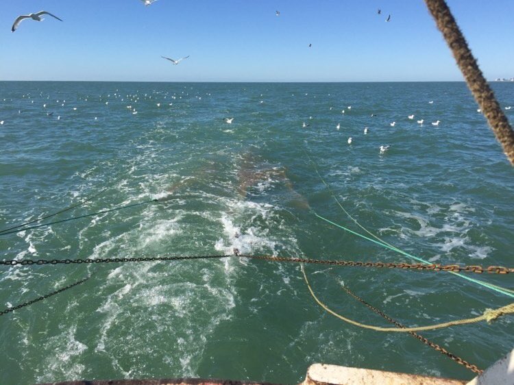 A photo taken this morning from our fishing boat  for suffolk local fish deliveries to your home simpersofsuffolk.co.uk