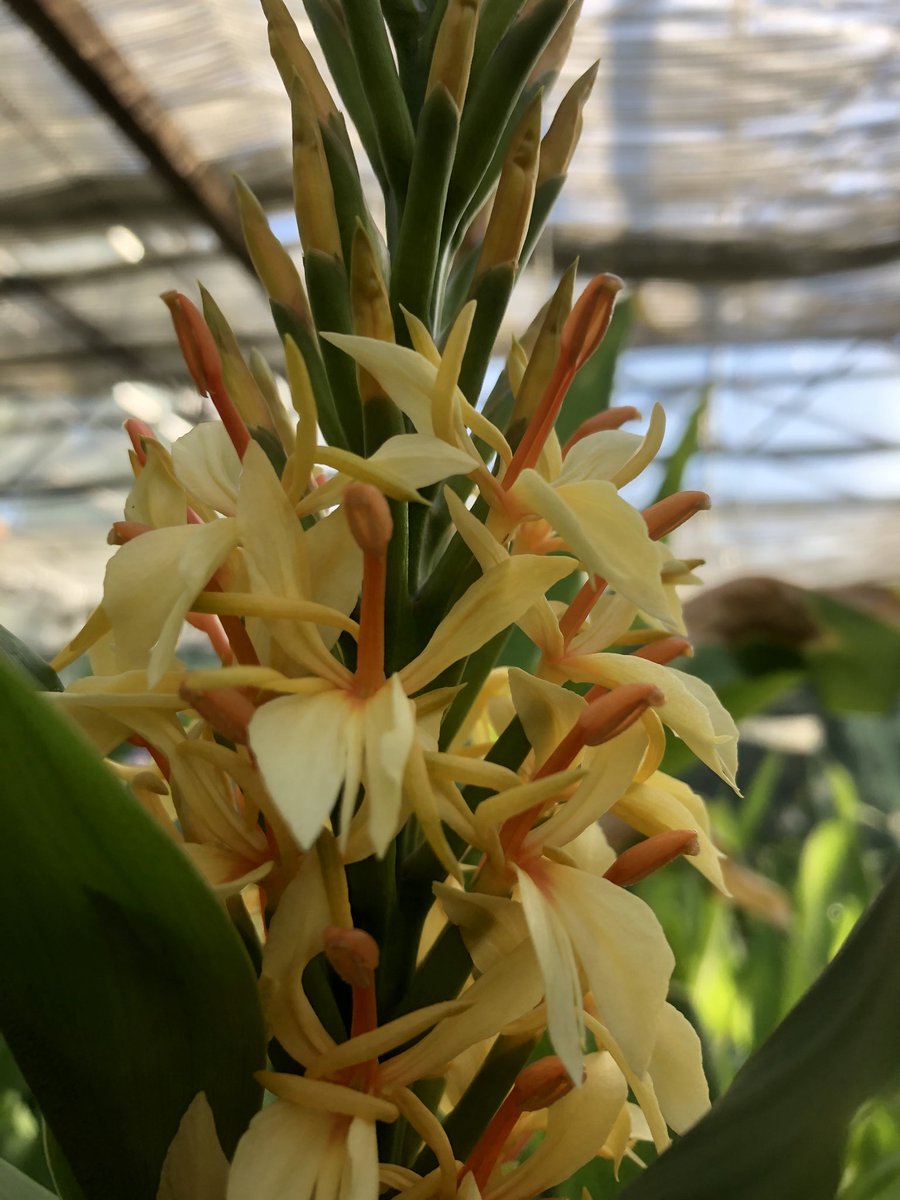 Hedychinium in flower with a heavenly scent