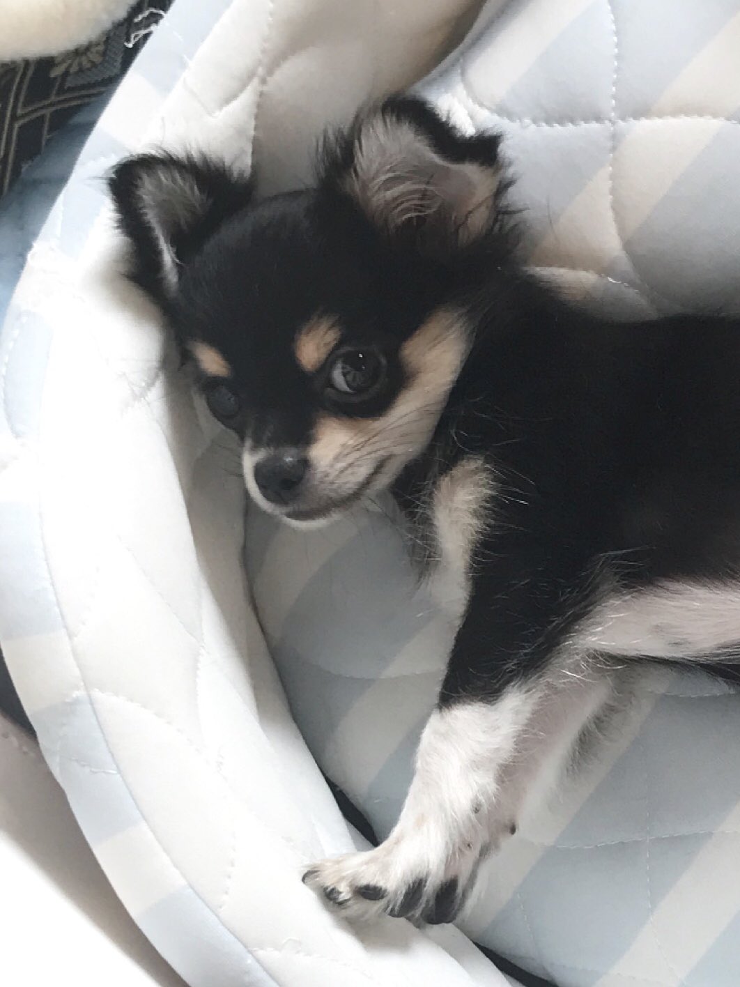 小山剛志 新しい子をお迎えしました ロングコートチワワのメス 名前はマロです 麻呂眉と白いソックス履いてるような前足がチャームポイントです 先代チワワのマル同様 どうぞご贔屓に 小山剛志 新しい子をお迎えしました ロングコートチワワのメス 名前はマロです 麻呂眉と白いソックス履いてるような前足がチャームポイントです 先代チワワのマル同様 どうぞご贔屓に