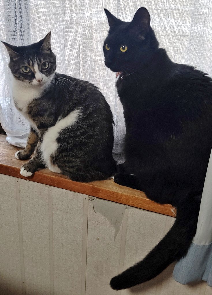 Akr 3巻でました むーちゃんは普通のサイズ と弟が言っていた です ろんさんよりも年上の先輩で 女の子です 写真は弟がいいよと言えばのせるかもしれません よしなに