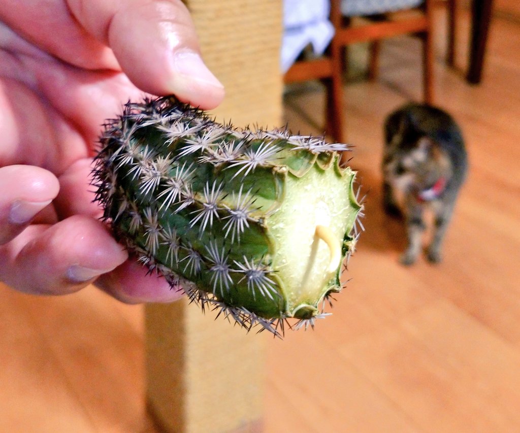 津田淳子 根が腐ったサボテン スパッと切って再生を図っていたらしいのですが 根が出てきた すごい生命力だなぁ 感動する