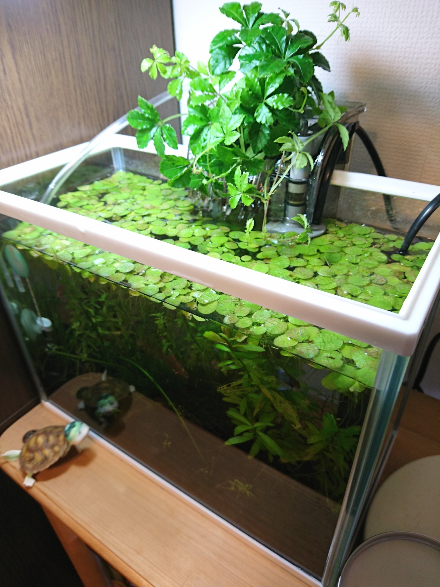 Uzivatel Yasaka Misaki Na Twitteru え ヤバい 水槽の外掛けフィルターに観葉植物入れるやつめちゃめちゃ可愛い T Co 9xfyynfe1k Twitter