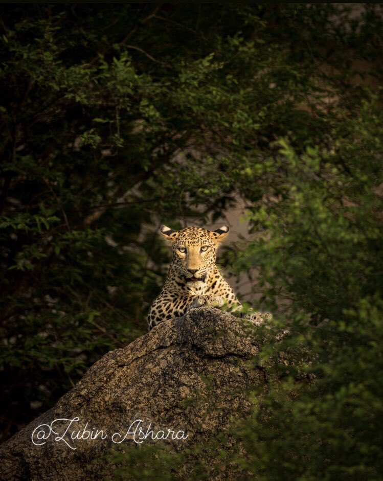 zubinashara's tweet photo. “Leopards of Jawai”

In the ancient hills of Jawai in Rajasthan India, locals and big cats have peacefully coexisted for centuries like nowhere else in the world.

#wildlifephotography 
#wildlife 
#IncredibleIndia 
@ParveenKaswan https://t.co/sBptjnK5lf