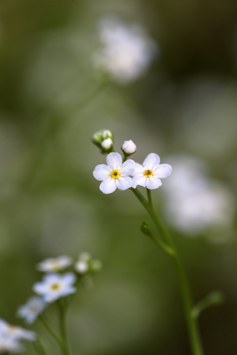 Continuing my quest to pay a lot more attention to the little things growing on my #Shetland croft this strangest of summers - two subtle forget-me-nots, Changing (in a dry spot) and Creeping (in a damp ditch). Changing Forget-me-not's flowers are tiny - 2mm across at best.