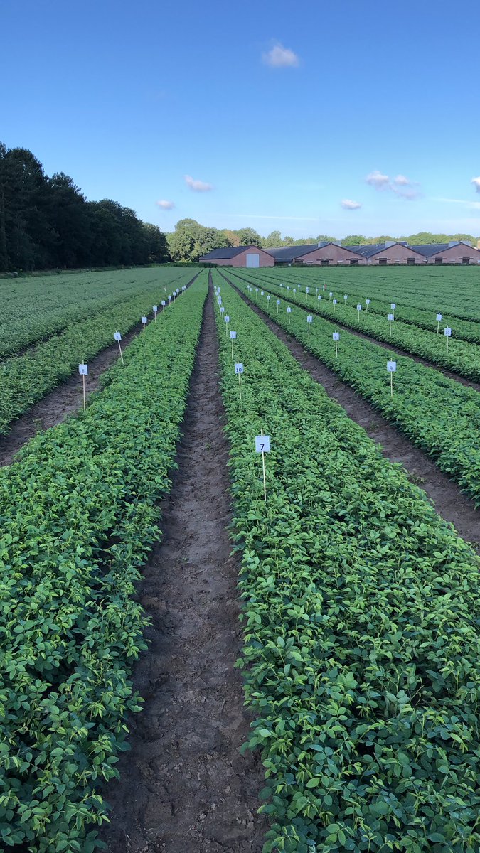 Eindelijk weer beter weer om proeven te spuiten. Rozen, aardappel, bieten, vlas, vanalles. Vooral voor de akkerbouw nog veel werk dit weekend. Trots op onze mensen die zorgen dat alles op een goed moment uitgevoerd kan worden!💪👍