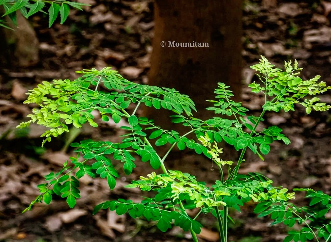 Green 🌿🌱☘🍀
#TwitterNatureCommunity 
#Greenleaf #green #gardening #NaturePhotography #naturelover #Nikon #photography #photographyindia #gardenlife #nature_world #blogger #kolkata