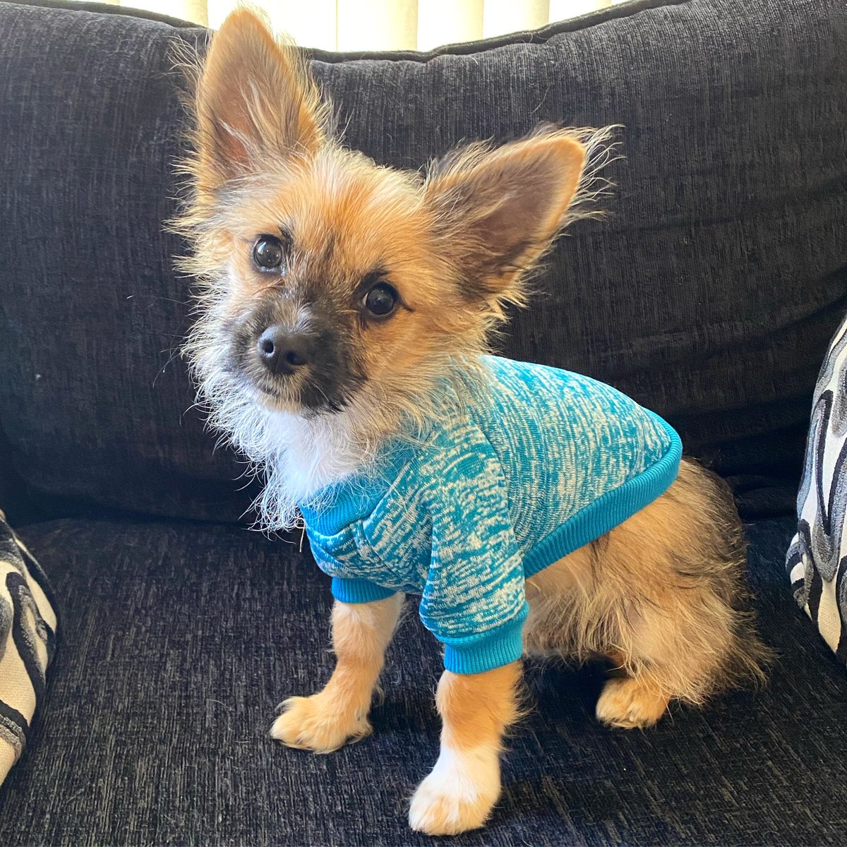 Arlo19P's tweet photo. 💙 #puppy #puppyjumper #puppies #puppiesofinstagram #dogs #dogsoftwitter #dogsofinstagram #dogsarefamily #chi #cutie #pets #petsofinstagram https://t.co/sP18jiY9Yo