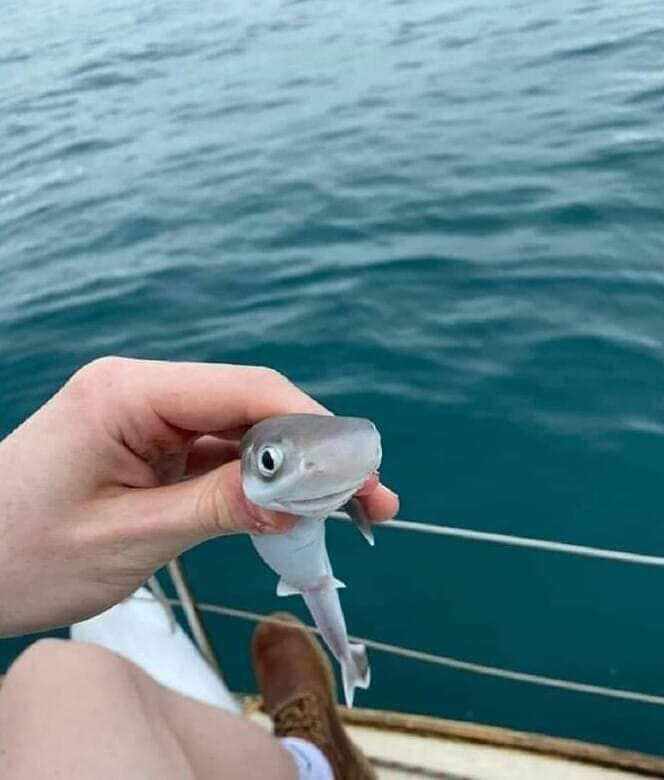 ดาย : นายทำลูกหายเหรอ ?
ดีแลน : เปล่านะพี่ ลูกแค่หนีไปเล่นกับนีโม่ !
แดเนียล :