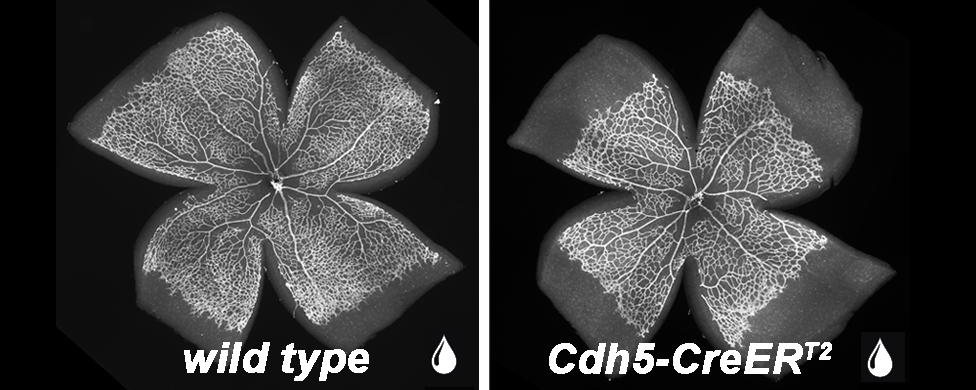 RuhrbergLab's tweet photo. @RuhrbergLab stresses the importance of using the right controls for angiogenesis studies using CreER-mediated gene recombination. https://t.co/akrSLxjwKQ https://t.co/f9BWYC3LBc