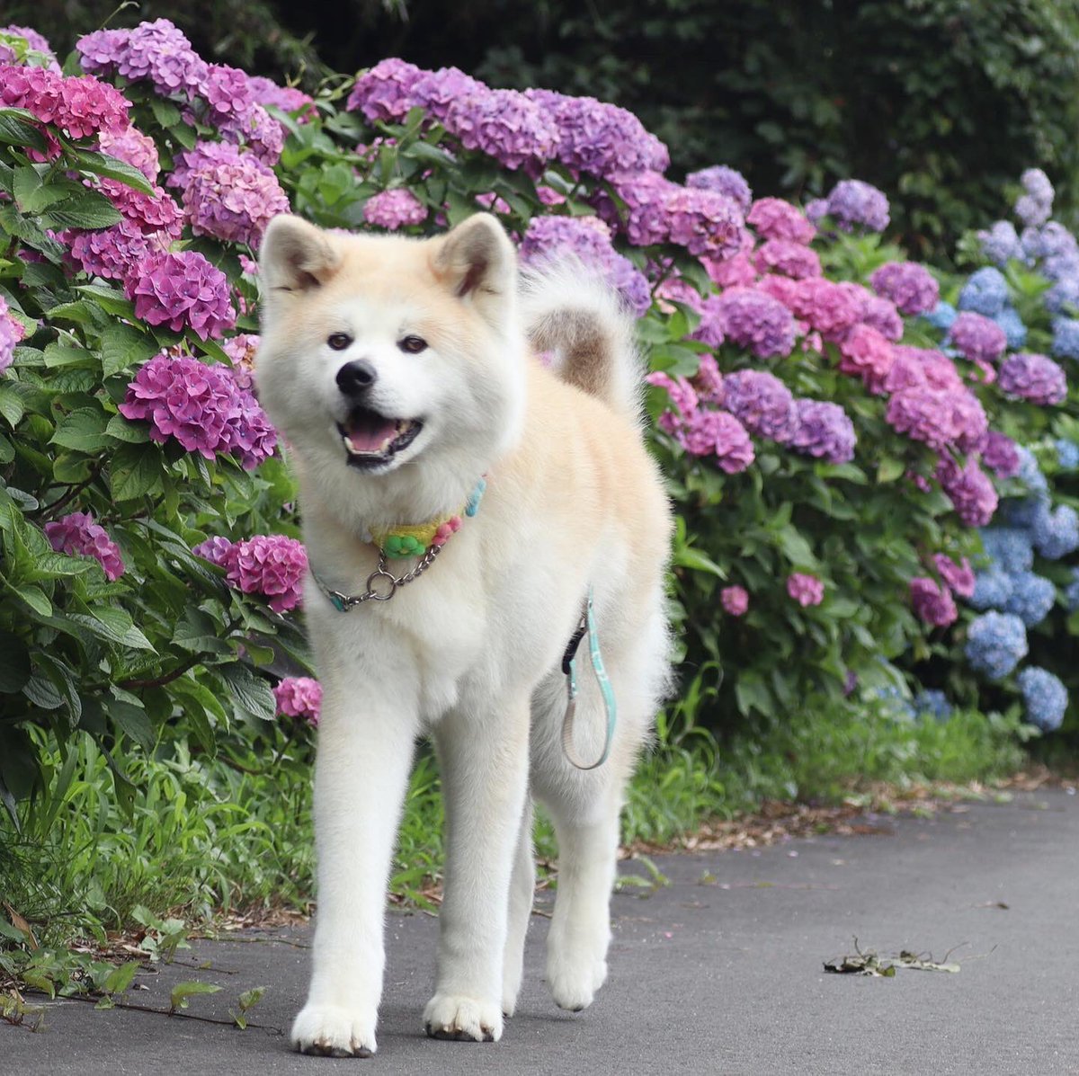 秋田犬パティ Paty0425 Twitter 秋田犬パティ Paty0425 Twitter