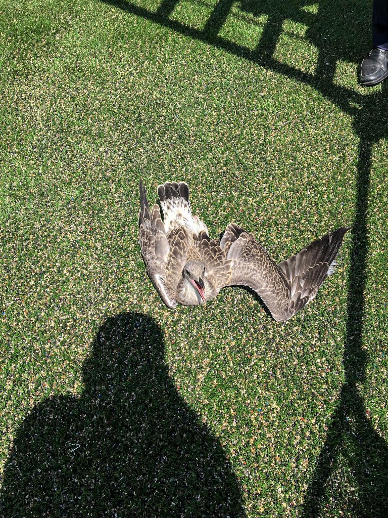 Istanbul Sariyer Marti Hali Saha Tesisleri