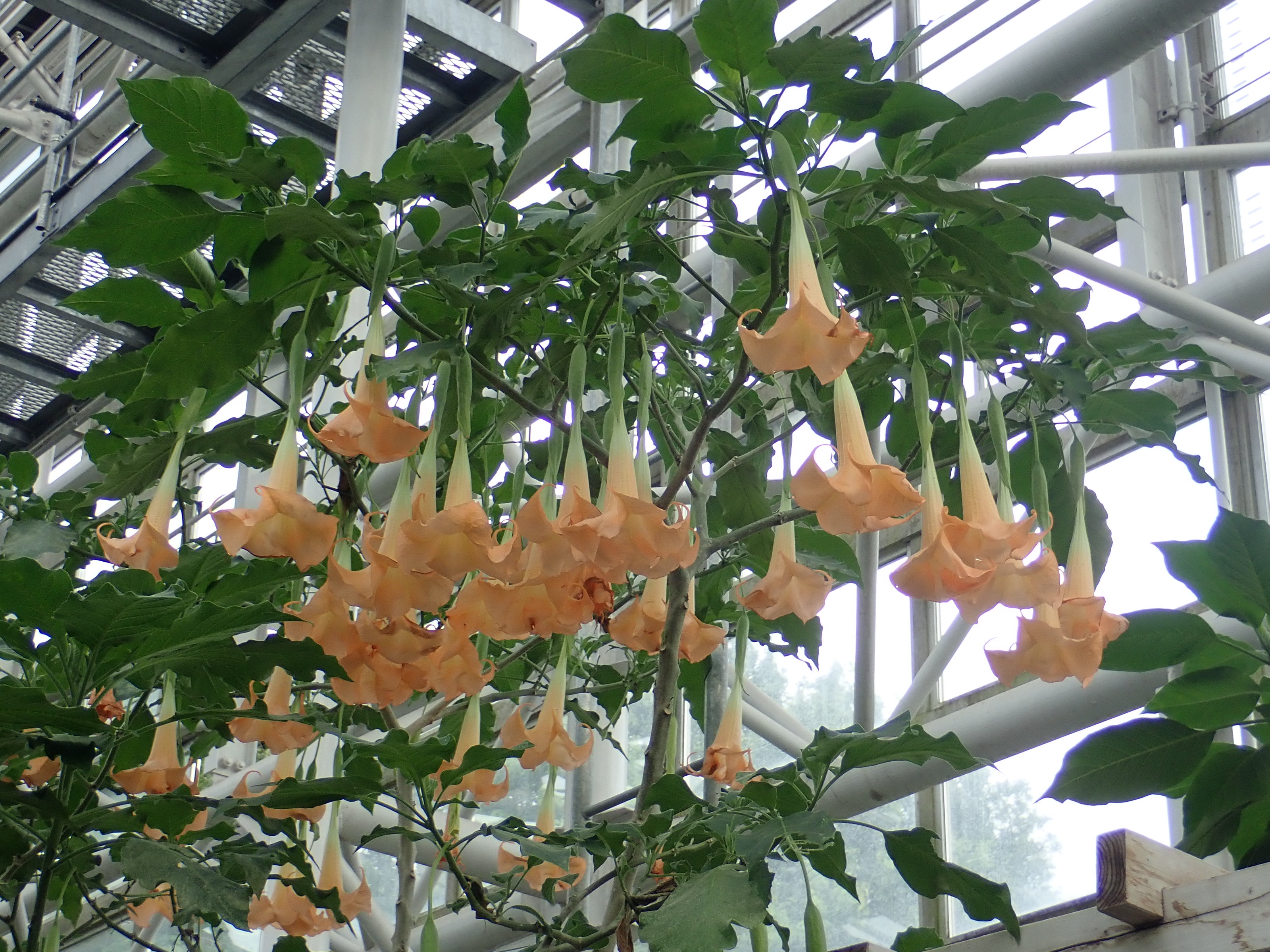 神代植物公園 ニュース スタッフより 園芸係 大温室熱帯花木室のブルグマンシア ヴェルシコロルの花が見ごろとなっています ブルグマンシア ヴェルシコロルはナス科 キダチチョウセンアサガオ属の植物で南米原産 ヴェルシコロルは 色変わり