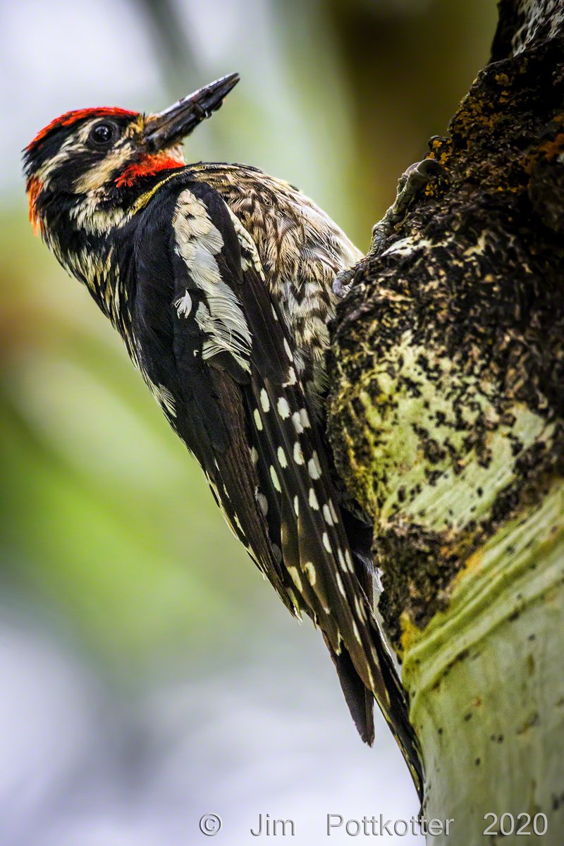 HappyPixr's tweet photo. It pays to be ready. I had given up on finding a Red-naped Sapsucker even though I had seen a female in the area. I had moved to another site when she landed in a tree just above me. Muscle memory kicked in, I got the shot, and the bird was gone in literally two seconds! #birds https://t.co/8pYju1pSFQ