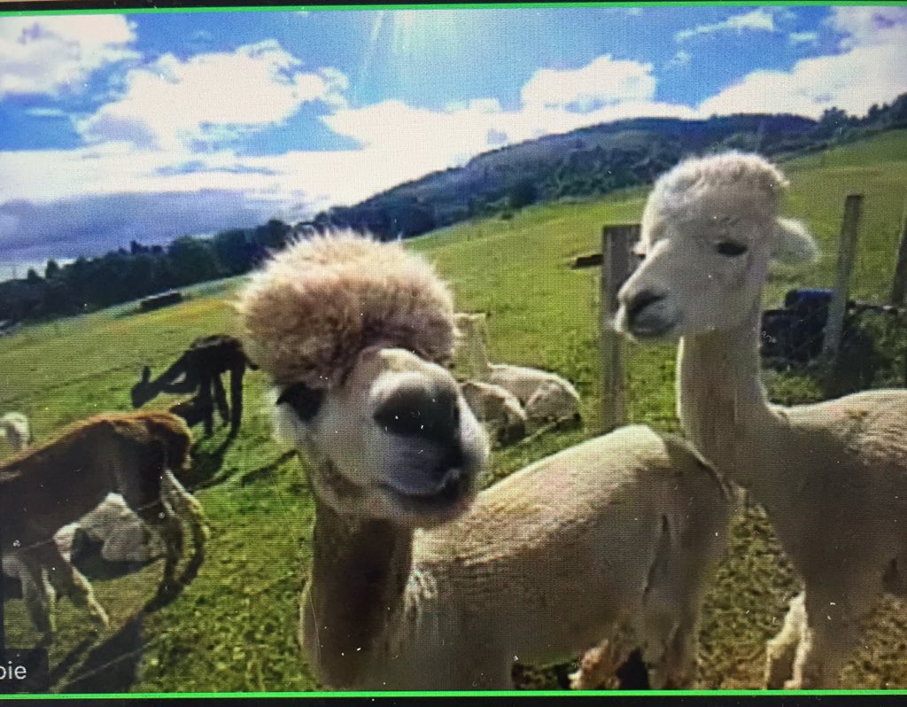 Fantastic Alpaca Zoom call this morning with <a href="/BobCatAlpacas/">BobCat Alpacas</a> in aid of <a href="/mariecurieuk/">Marie Curie</a> Brilliant info and experience and huge fun - definitely the best Zoom call of lockdown. Bookings via Fiona.busby@mariecurie.org.uk