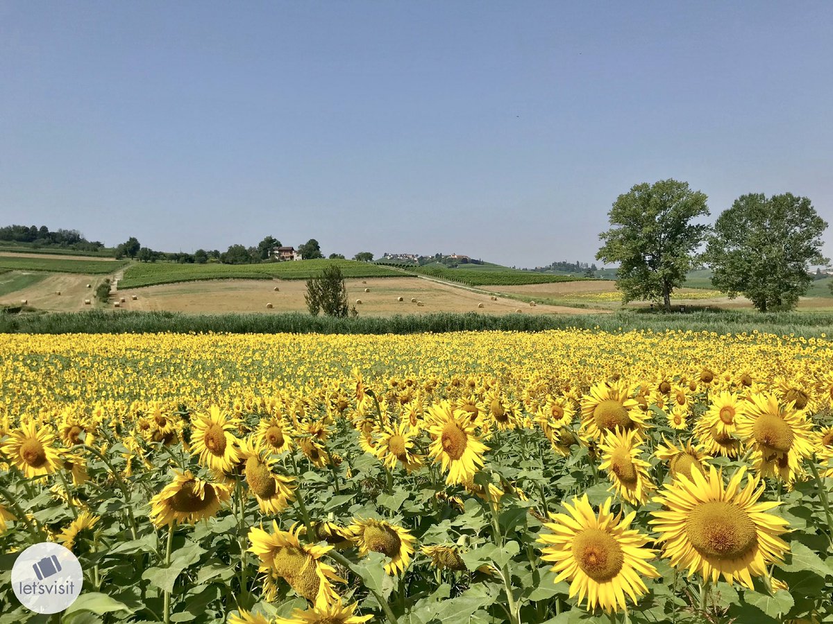 lsvPiemonte's tweet photo. The colors of summer on the rolling hills of #Monferrato 🌻

#TravelExperience #TailorMadeTravel https://t.co/P8gDpSTjmA