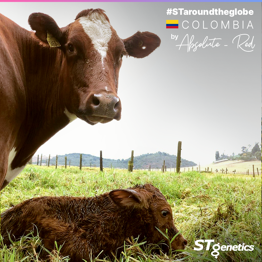 STgenetics's tweet photo. It's 🌎#STaroundtheglobe Saturday and we are #Crazyfor #RedandWhite-Calves by ABSOLUTE-RED! Hatogrande ABSOLUTE Elena Red in Colombia 🇨🇴

ABSOLUTE-RED is a STyle Genetics™ designated Sire🎬
ABSOLUTE-RED is +2.14 PTAT +2.62 UDC
ABSOLUTE-RED is Ecofeed®🍃

https://t.co/ju8Rc7J1af https://t.co/AHBQM3alSN