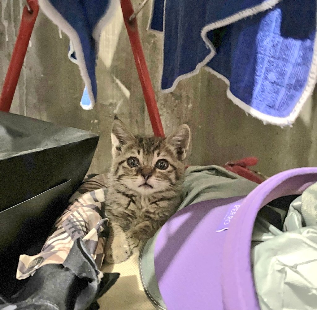 챙겨주는 길냥이 밥자리에 갑자기 요 꼬맹이가 등장해서 보호중입니다. 구조상 절대 아가냥이가 들어올 수 없는 구조이고, 저희가 돌봐주는 구역의 암컷냥이들은 파악이 된 상태라 도대체 어디서 나타났는지 모르겠네요. 눈&amp;귀&amp;호흡기 치료가 필요해보여 완치 후 입양홍보를 진행할 예정입니다🙏