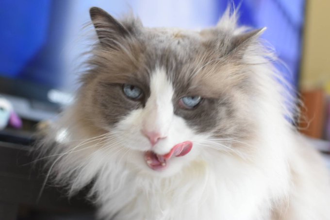 コスプレイヤー橋本麗愛のTwitter画像54