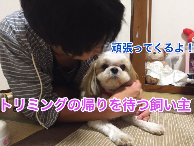 トリミング の評価や評判 感想など みんなの反応を1時間ごとにまとめて紹介 ついラン トリミング の評価や評判 感想など みんなの反応を1時間ごとにまとめて紹介 ついラン