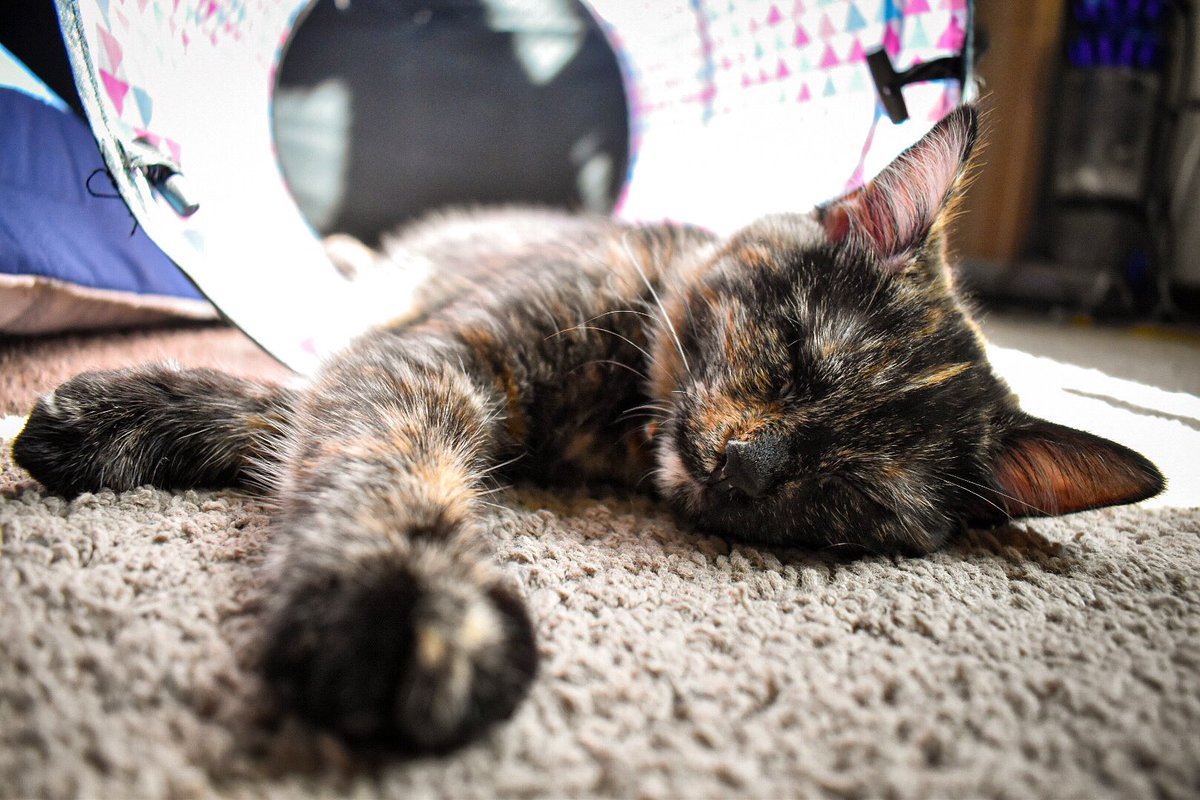 Wendi_EV_Fan's tweet photo. #catnap. #cat #cats #tortiecats #tortietude #tortie #tortiecat #tortiseshell #petphotography #photooftheday #autumn #furbaby #toytester #producttester #petphotographer  #Caturday https://t.co/x5lHp7jIcZ