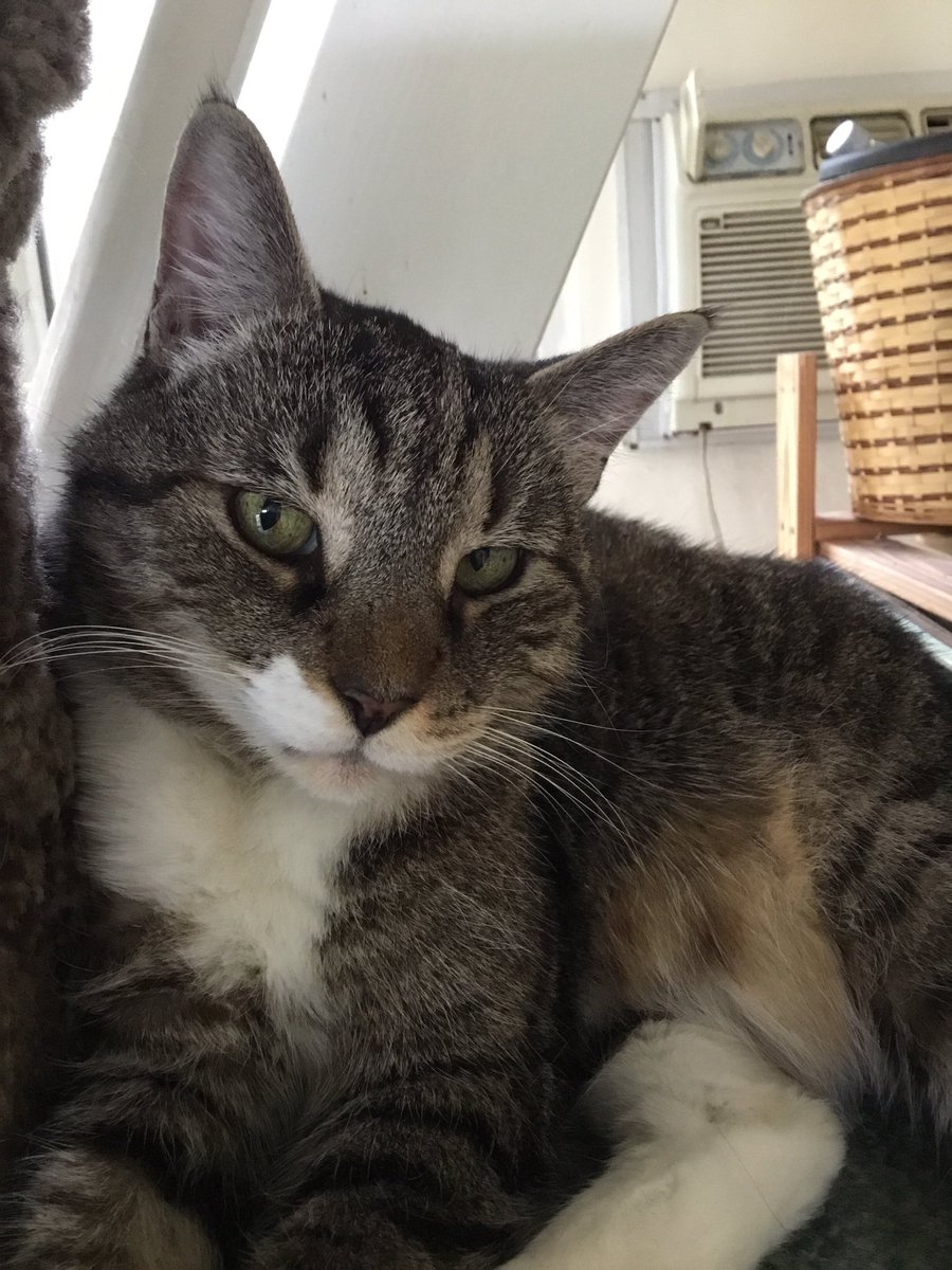Ezra the Tabby tweet media