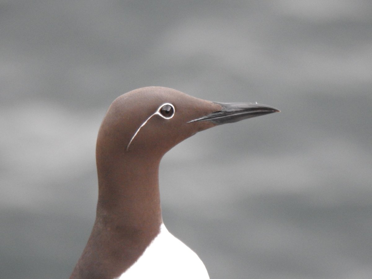 In case you missed it, we broke some exciting news earlier about the Isle of May, check out the blog for more information: isleofmaynnr.wordpress.com