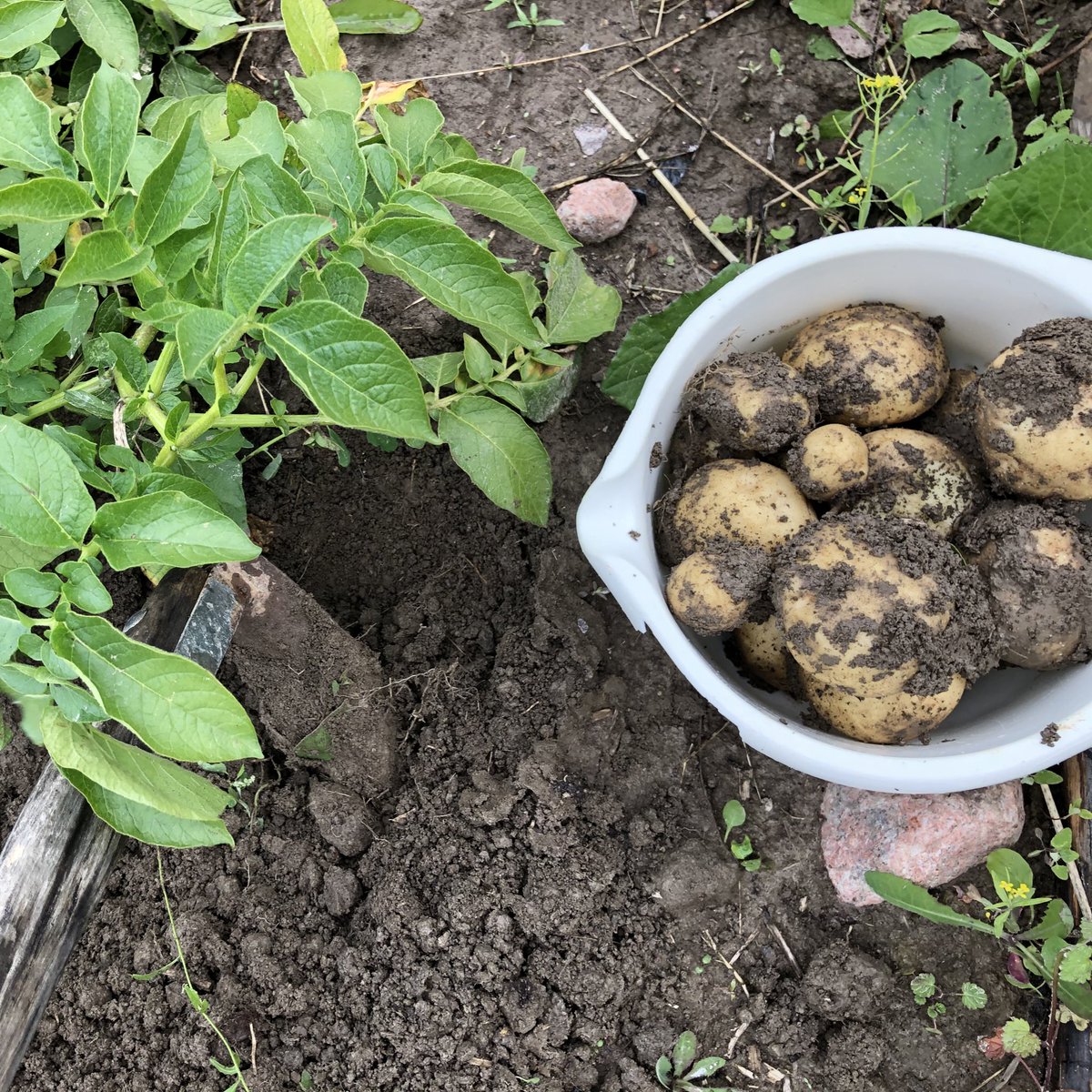 KohoJarkko's tweet photo. #Saimaaruokavalio’n sesonkiaikaa - ahvenillallinen.
#Saimaa #LakeSaimaaDiet #fried #perch #PercaFluviatilis #ahven #kala #potato #SolanumTuberosum #piha #peruna #piha #salaatti #ruokatwiitti #perhe #kokit #Saimaanruokavalio https://t.co/XPVObCxq9S