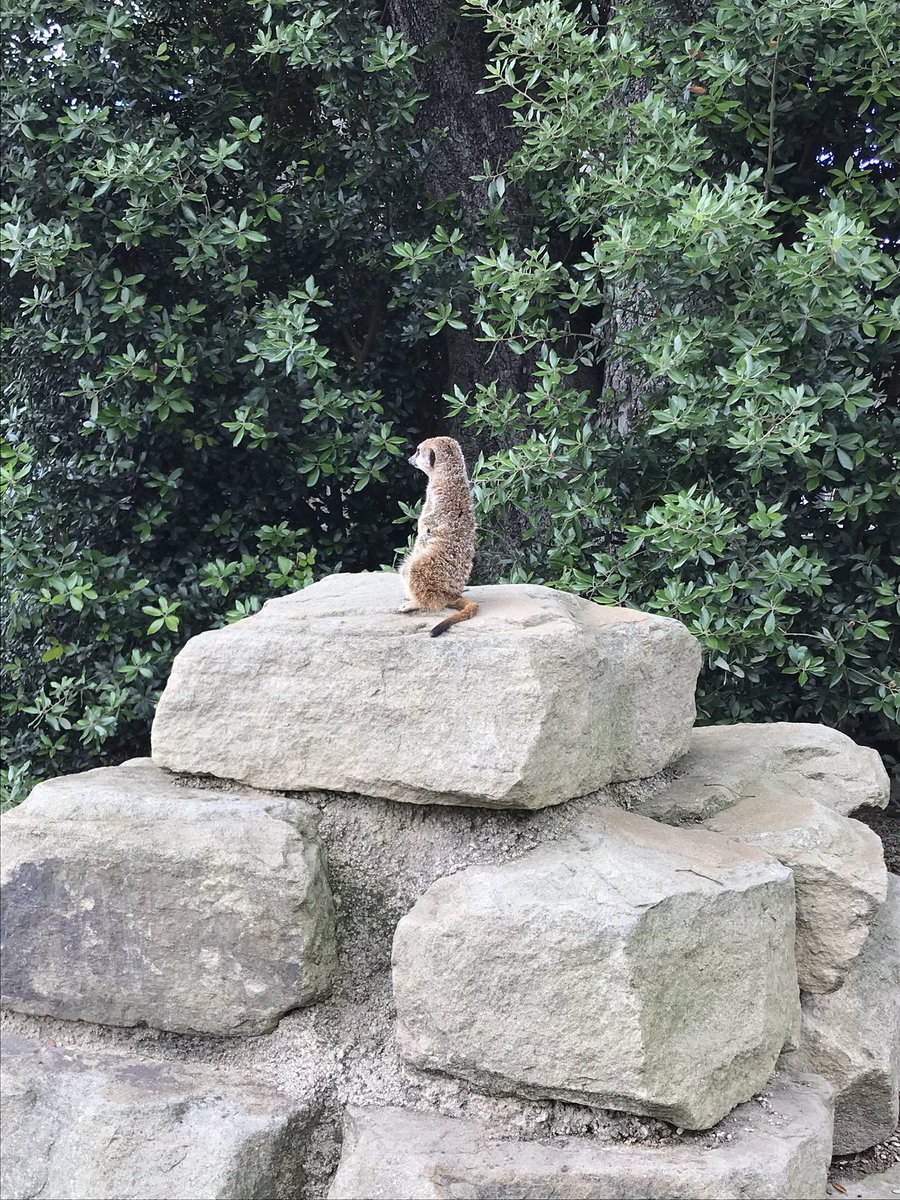 Lovely time at <a href="/CannonHallFarm/">Cannon Hall Farm</a> today. Even the teenager had a brilliant time 💛 and I saw my favourite, the baby Llama