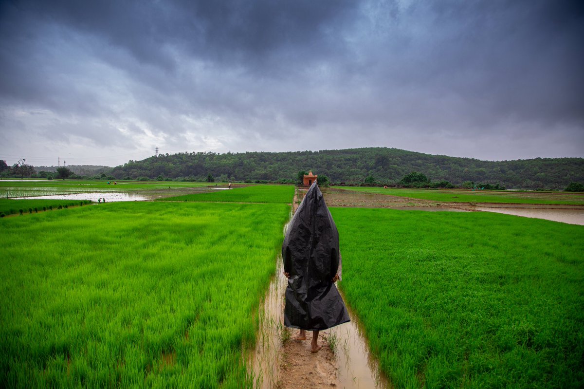 ManzFotography's tweet photo. The farm is part of me.” – Erich Wehrenberg

 #agriculture #indianagriculture #paddy #paddyfield #paddyfields #monsoon #monsoonseason #colors #agricultura #travelkarnataka #karnataka #karnatakatourism #karnatakaworld #karnataka_ig #karnatakaphotographers https://t.co/rlPCBRXYID