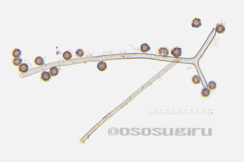 Oso 的キノコ擬人化図鑑 Auf Twitter スミレホコリタケのグレバを顕微鏡観察すると菌糸が胞子と混ざり合っている感じなのですが 菌糸が明らかに紫色ですね こっちのほうが色に影響してる 年07月11日 撮影