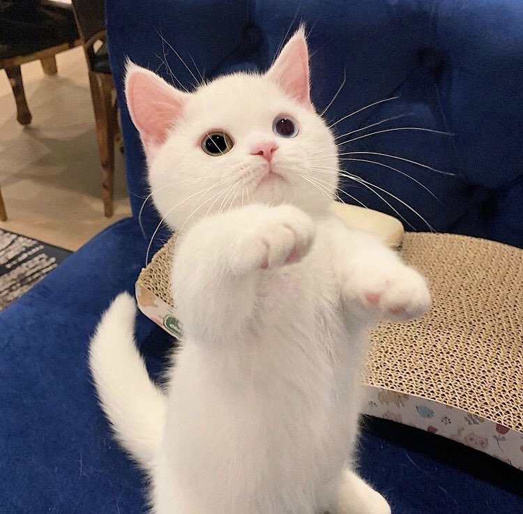 정재현 모에화봇 (@0214jh2) on Twitter photo 