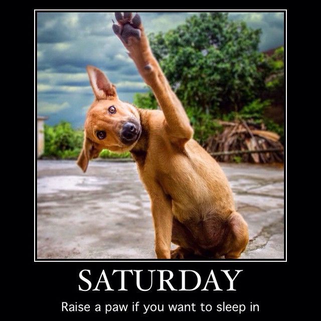 Happy Spa Dogs tweet media