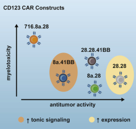 StJudeResearch's tweet photo. The art and science of selecting a CD123-specific chimeric antigen receptor for clinical testing. Read the new Molecular Therapy: Methods & Clinical Development paper. https://t.co/P1FzOKjIeW #Immunotherapy @MolTherapy https://t.co/Eri9DvY8ZO