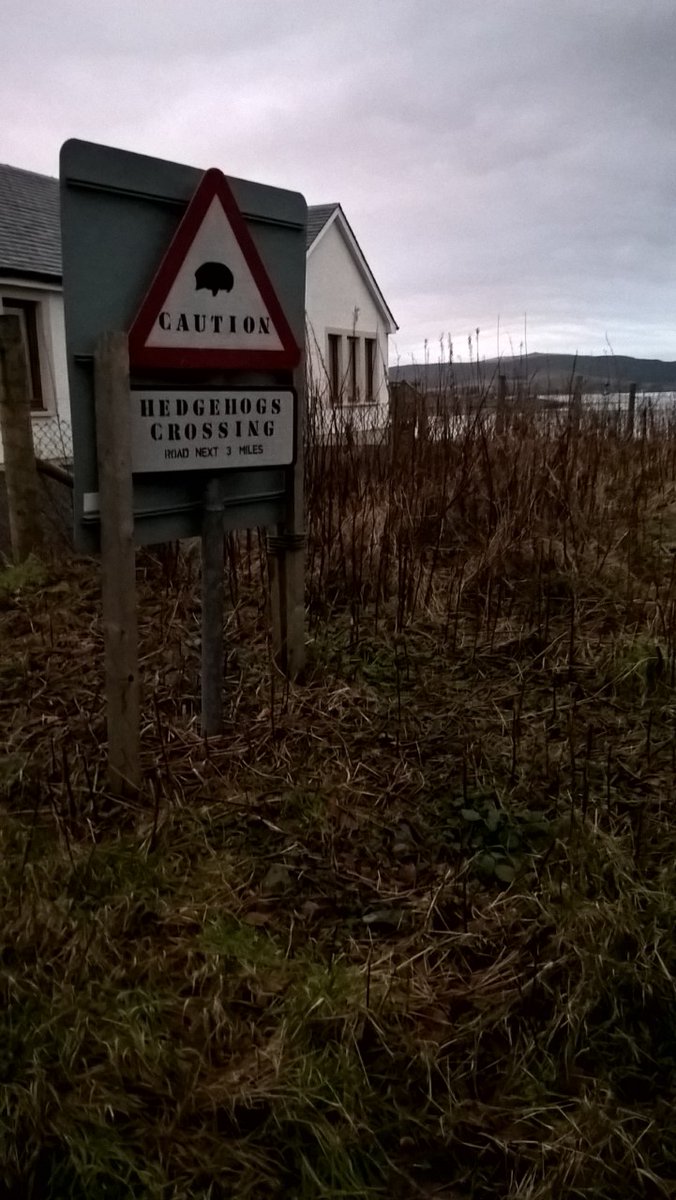 #Mull's lambs🐑&amp; calves🐂seem less 'street wise' w no traffic since March; if travelling here after July 15th please take extra care; they hide in roadside bracken &amp; run across roads at last minute to reach mum. Same for wildlife: otters/goslings/hedgehogs/chicks #KillYourSpeed👍