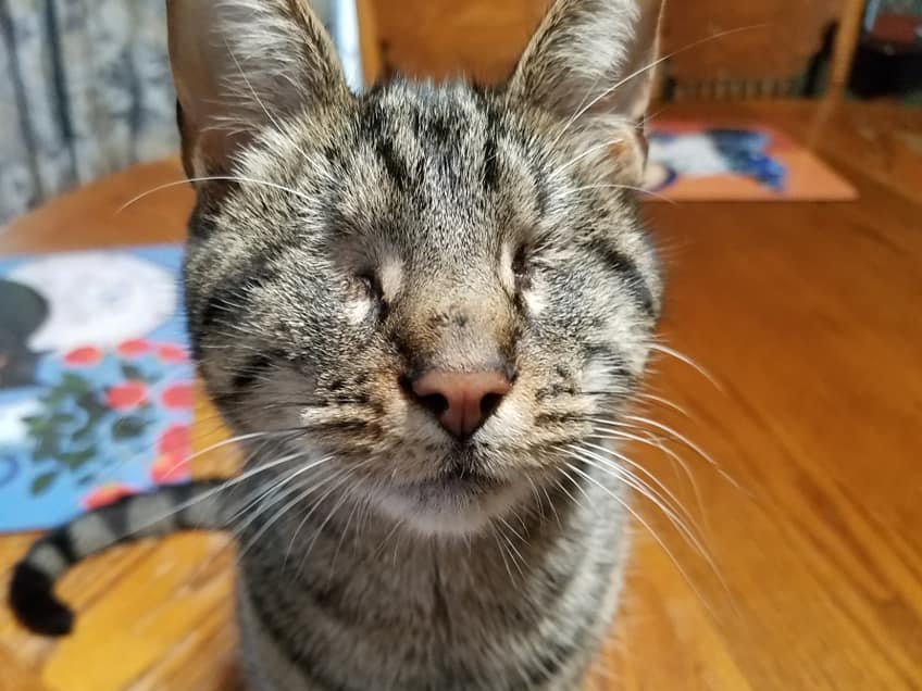 BlindPebbles's tweet photo. Don't ever forget that you are beautiful, you are strong, and you are good enough. If you need a little extra love today, I am sending it your way!😽❤️ #TabbyTroop #ShareTheLove https://t.co/jo5XxdB73I