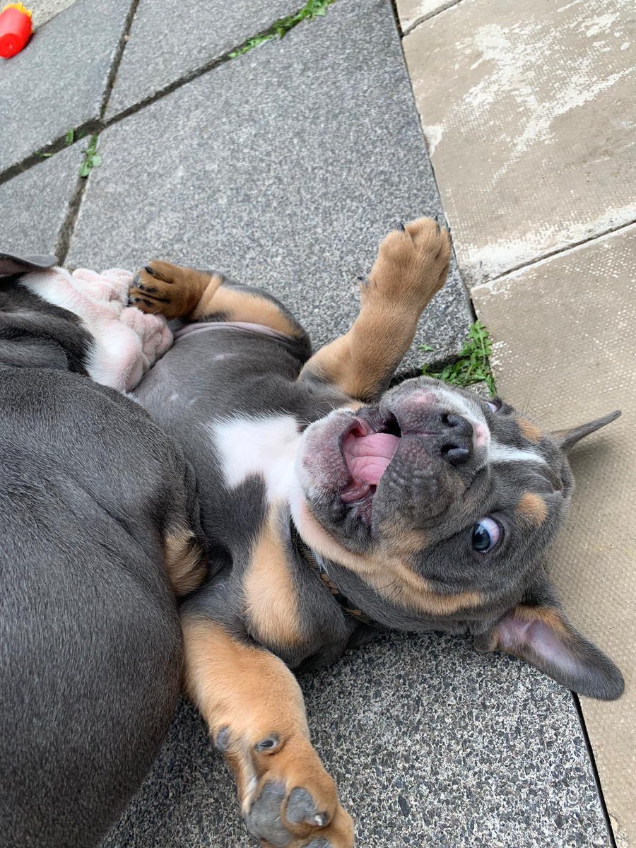 BullyCheeto's tweet image. I’m so excited that I nearly have 500 followers! Please help me get a few extra fur friends with a follow/RT 🐾 #cheeto #oldeenglishbulldogg #PuppyPlay #puppiesoftwitter