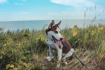 JugDogCo's tweet photo. Many people see static dog leads as a little cruel as it gives them very little freedom to explore and they are quite literally tethered to the owner at short range. Oftentimes, the dog is happy to be walking close and can still enjoy the walk.  #Walks https://t.co/z9mOMOuFFT https://t.co/uWAYnIwIe4