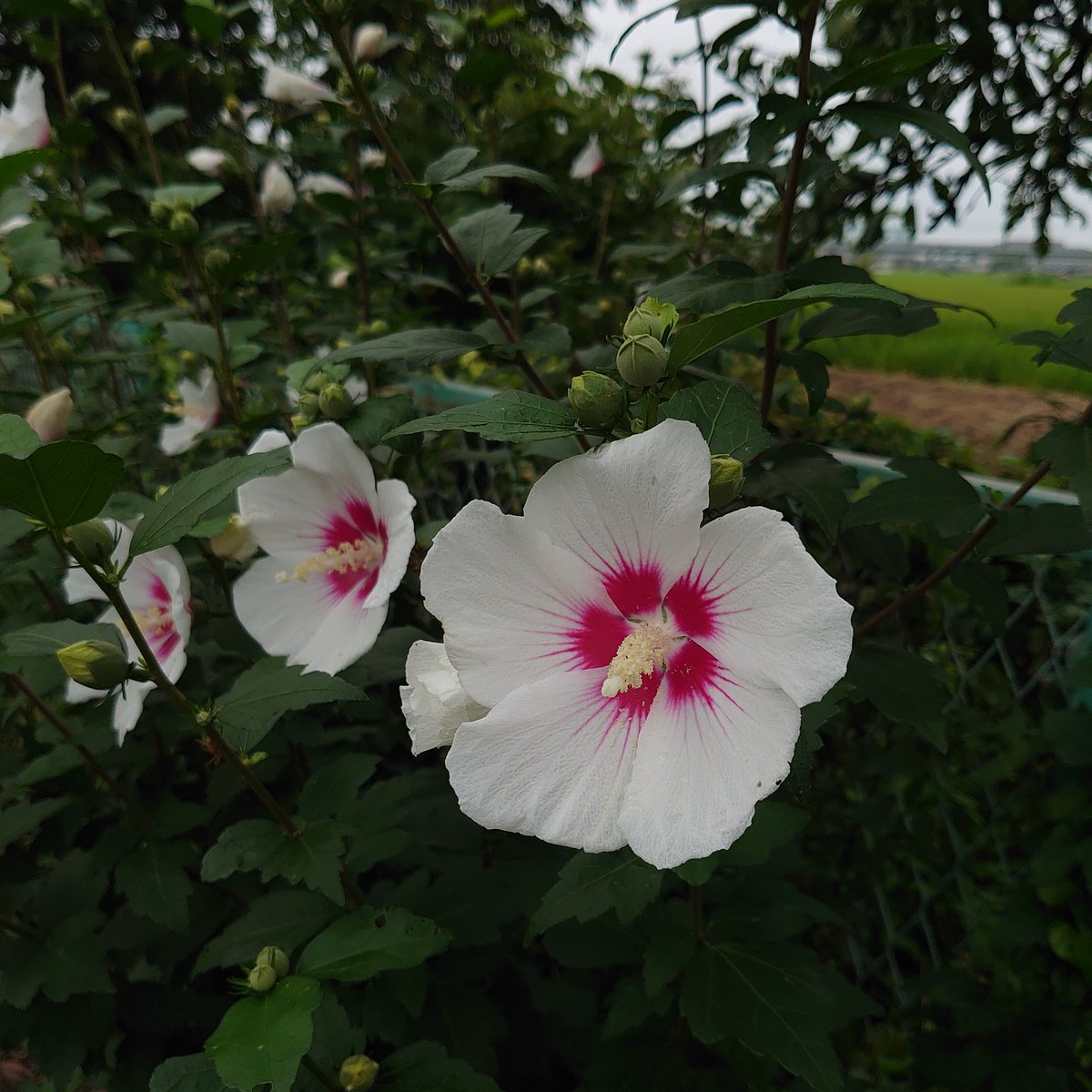 道人 今日の夕方ウォーキング で撮った白の木槿 花 花好きな人と繋がりたい 木槿 ムクゲ ムクゲの花 波知須 ハチス ハチスの花 白の木槿 白の花 道端で咲く花 道端で見つけた花 ウォーキング途中 Flowers Flowerslover Hibiscussyriacus 道人 今日の夕方ウォーキング で撮った白の木槿 花 花好きな人と繋がりたい 木槿 ムクゲ ムクゲの花 波知須 ハチス ハチスの花 白の木槿 白の花 道端で咲く花 道端で見つけた花 ウォーキング途中 Flowers Flowerslover Hibiscussyriacus