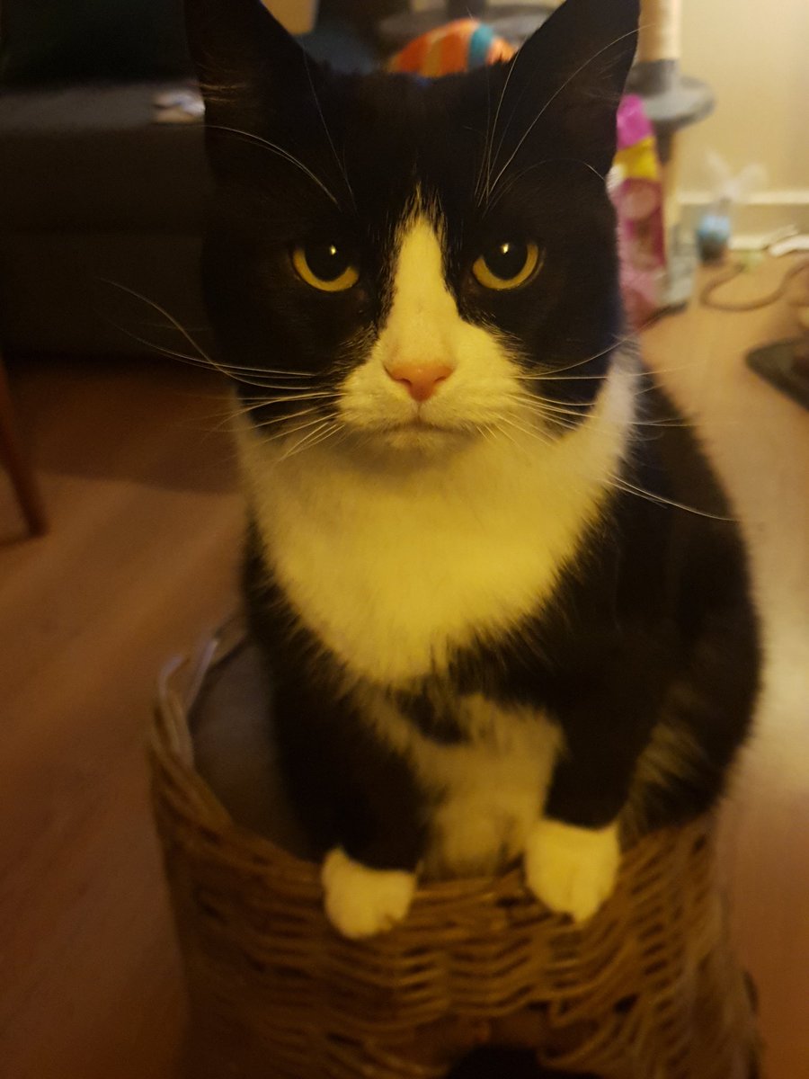 maggierosem1980's tweet photo. Jasmine sat like this, staring at me 20 min solid. Look at that face, what have I done?😬😱 #Caturday #verygrumpycat https://t.co/foFqee0w1W