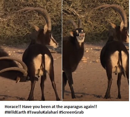 BryanKDM's tweet image. #wildearth #ScreenGrab from @WildEarth Horace! Have you been at the asparagus again!?!  youtube.com/watch?v=JVZ_Ba…