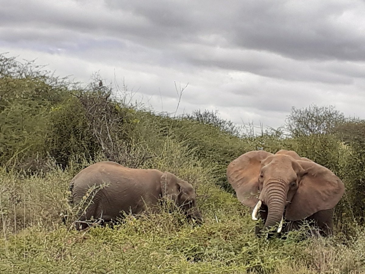 LMaamai's tweet photo. With plenty of pastures and less people in Selenkei conservancy wildlife are enjoying a historical experience in the wild. Let's value them for future benefits. https://t.co/BS2Uks54Bc
