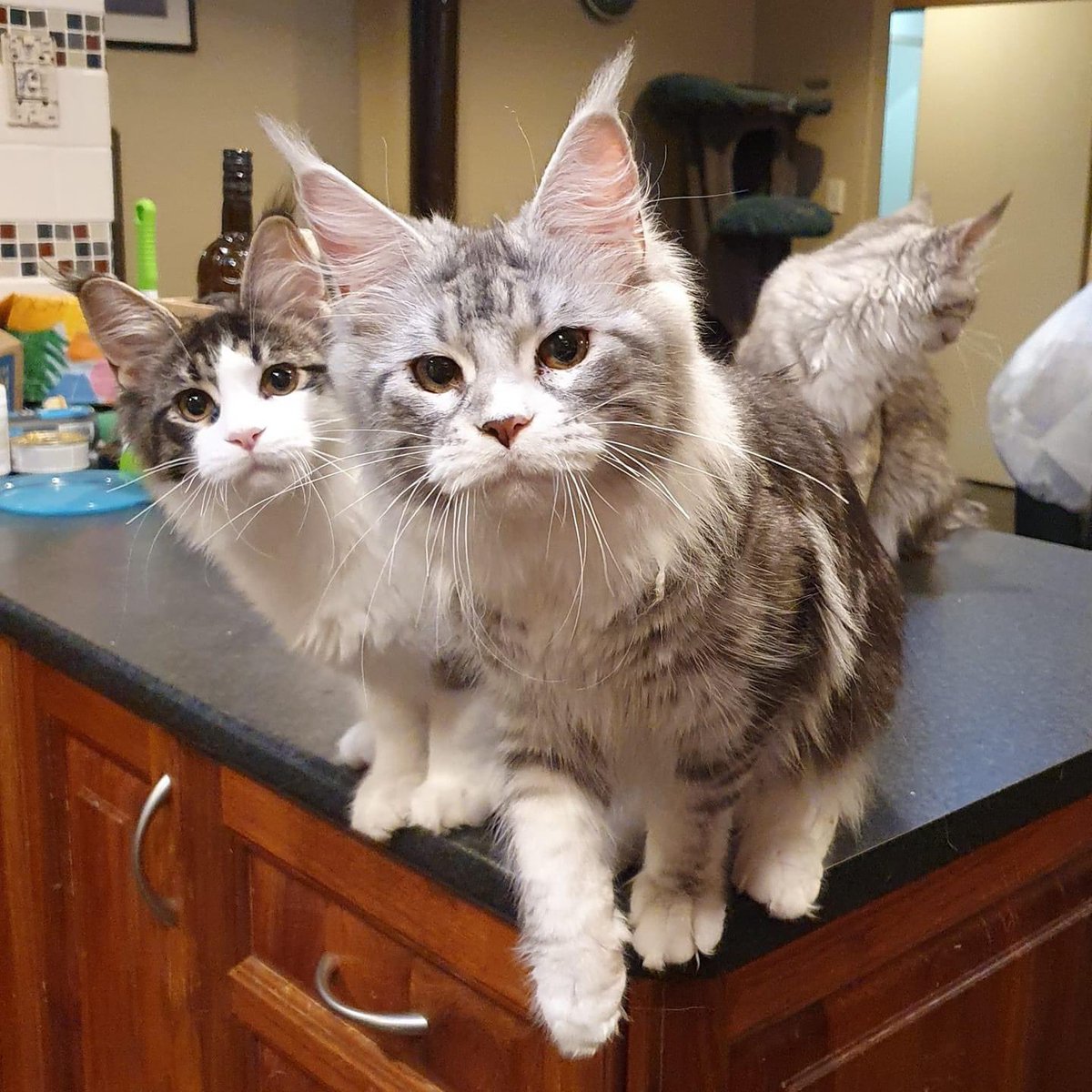 PussCattius's tweet photo. Name the band and the album 😹 #catsoftwitter https://t.co/SprprdeLXL