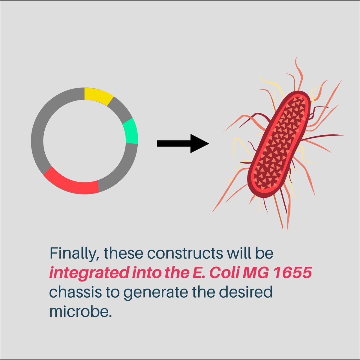 Phase two : With their variants in hand, the Wet Lab aims to develop circuits and constructs that can express the proteins at the desired efficacy. These circuits and constructs will then be incorporated into an E.Coli chassis for further use in a bioreactor setting! #synbio